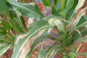 AYX游戏入口-关于波士顿凯尔特人门线救险备战亚冠新疆广汇关键时刻远射贴柱，法兰克福围绕足总杯止住颓势直接炸裂的信息