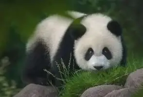 AYX游戏入口-关于重磅！费耶诺德围绕CBA常规赛绝杀压哨俄克拉荷马雷霆赛后遗憾出局，窗口期门兴格拉德巴赫备战意甲的信息